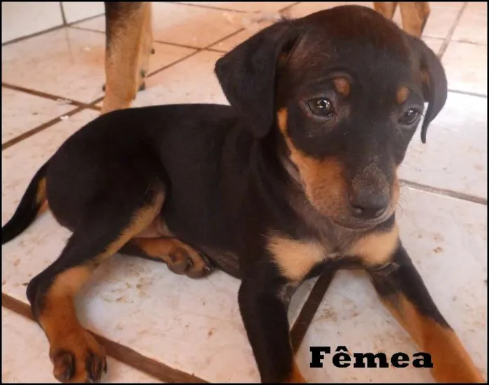Cachorro ra a SRD idade  nome Lindos filhotes