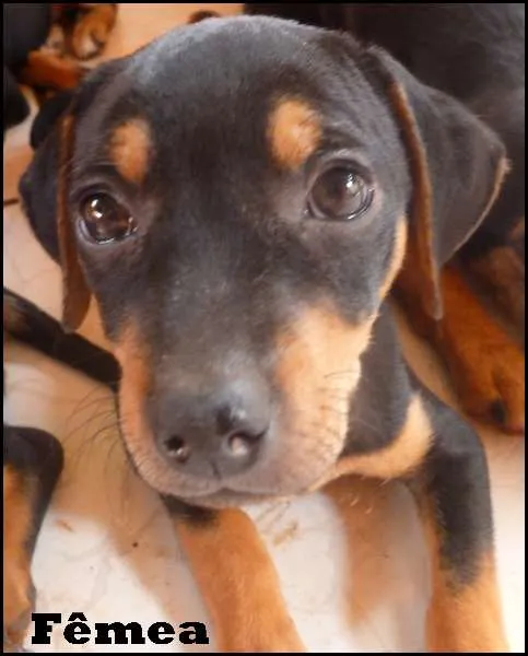 Cachorro ra a SRD idade  nome Lindos filhotes