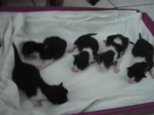 Gato raça SRD idade Abaixo de 2 meses nome Bacon