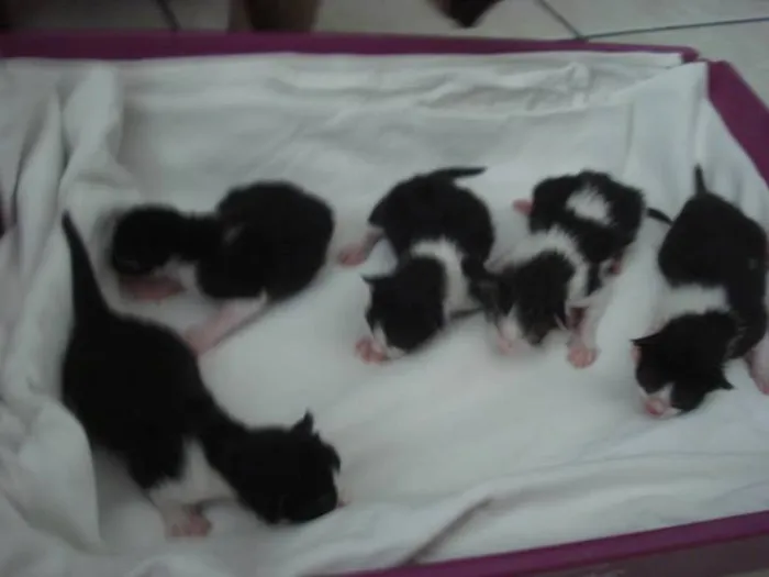 Gato raça SRD idade Abaixo de 2 meses nome Bacon