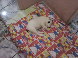 Cachorro ra a não definida idade Abaixo de 2 meses nome não tem 