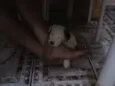 não tem 