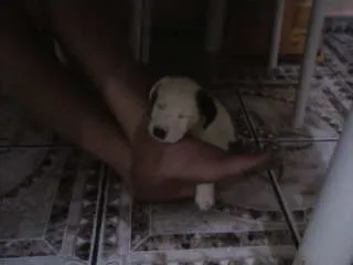 Cachorro ra a não definida idade Abaixo de 2 meses nome não tem 
