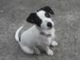 Pipoca