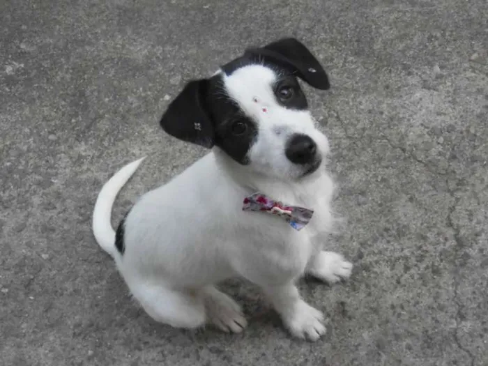 Cachorro ra a SRD idade  nome Pipoca