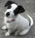 Pipoca