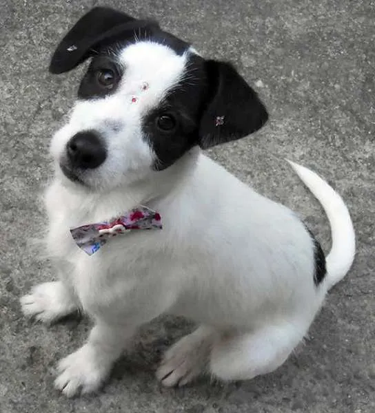Cachorro ra a SRD idade  nome Pipoca