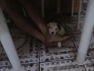 Cachorro ra a não definida idade Abaixo de 2 meses nome não tem 