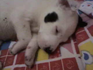 Cachorro ra a não definida idade Abaixo de 2 meses nome não tem 