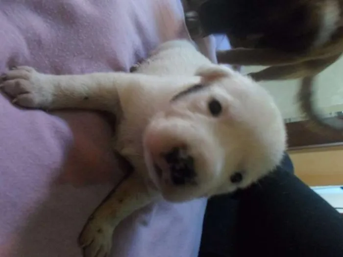 Cachorro ra a não definida idade Abaixo de 2 meses nome não tem 