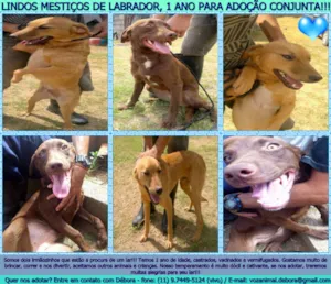 Cachorro raça Mestiço de Labrador idade 1 ano nome AnaBella e Fofo