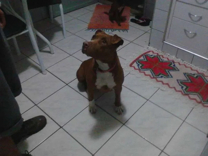 Cachorro ra a Pit-Bull idade  nome Linda 