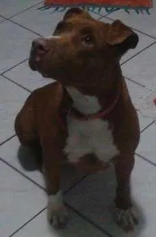 Cachorro raça Pit-Bull idade  nome Linda 