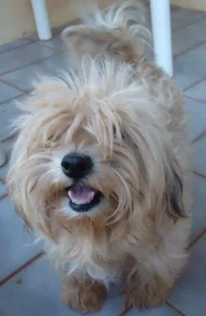 Cachorro raça Poodle idade 3 anos nome mel