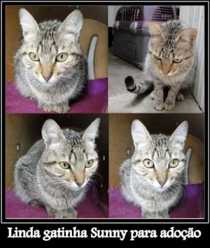Gato raça SRD idade 1 ano nome Sunny