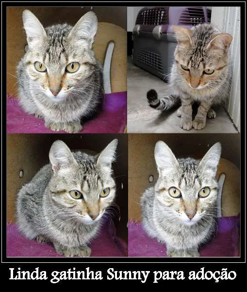 Gato raça SRD idade 1 ano nome Sunny
