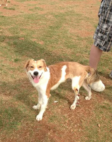 Cachorro ra a SRD idade 1 ano nome Ralado