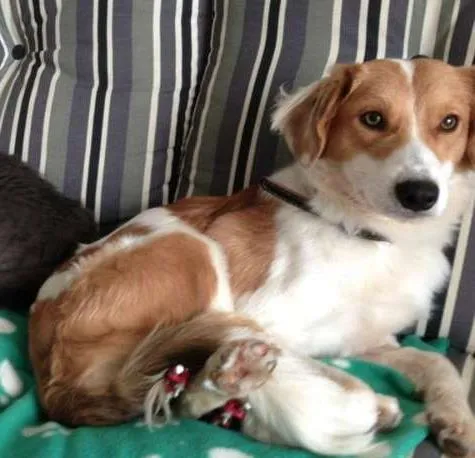 Cachorro ra a SRD idade 1 ano nome Ralado