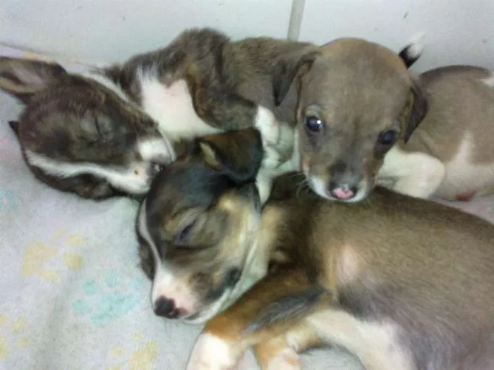 Cachorro raça SRD idade Abaixo de 2 meses nome sem nome