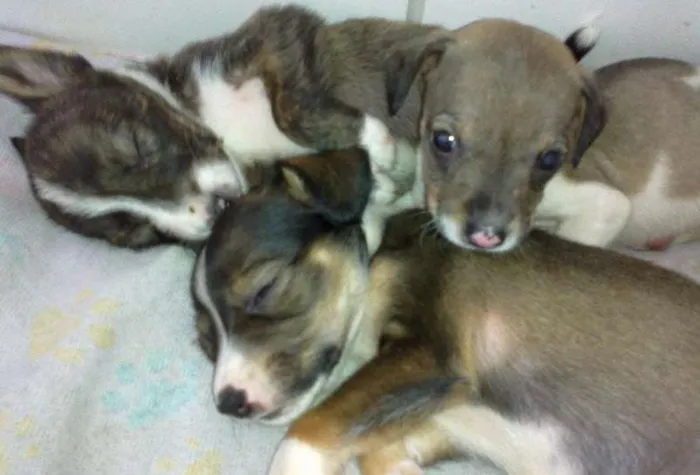 Cachorro raça SRD idade Abaixo de 2 meses nome sem nome