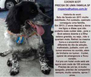 Cachorro raça Cocker idade 2 anos nome SCOTT