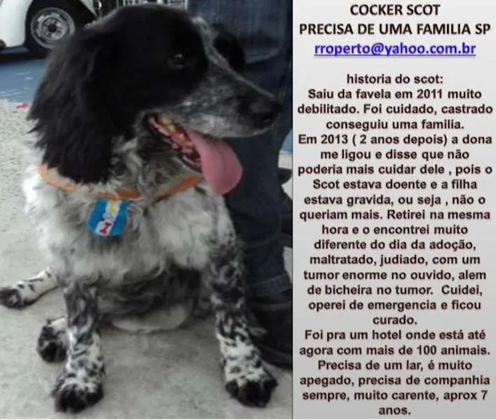 Cachorro ra a Cocker idade 2 anos nome SCOTT