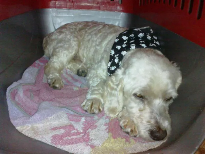 Cachorro ra a Poodle idade 2 anos nome puff