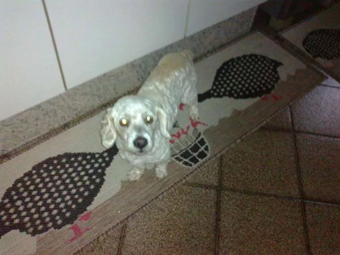 Cachorro ra a Poodle idade 2 anos nome puff