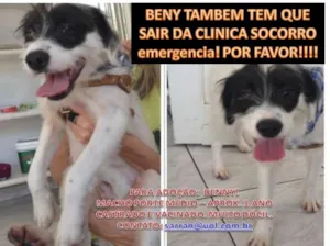 Cachorro raça SRD idade 1 ano nome BENNY
