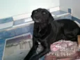 Sula