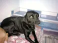 Sula