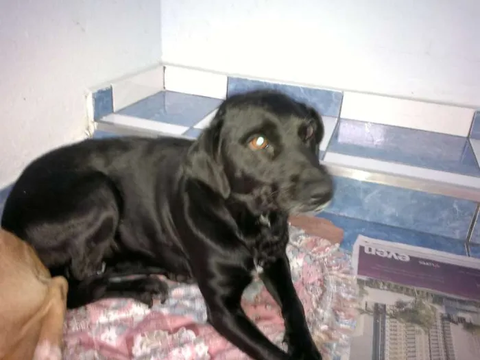 Cachorro ra a SRD idade 2 anos nome Sula