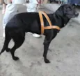 Sula