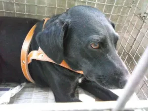 Cachorro raça SRD idade 2 anos nome Sula