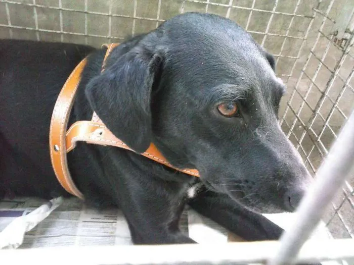Cachorro ra a SRD idade 2 anos nome Sula
