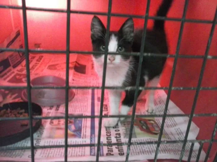 Gato ra a SRD idade 2 a 6 meses nome Sacha