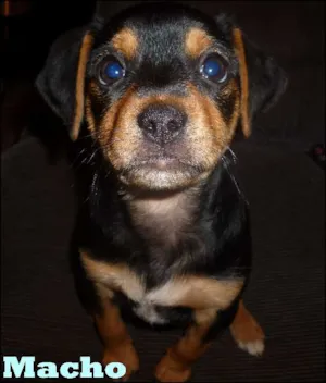 Cachorro raça SRD idade  nome Lindos filhotes