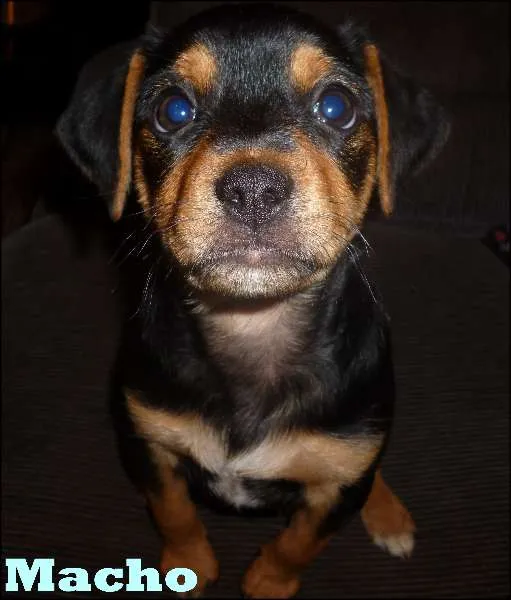 Cachorro ra a SRD idade  nome Lindos filhotes