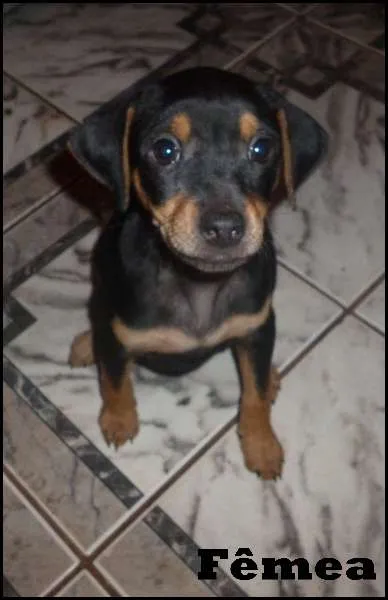 Cachorro ra a SRD idade  nome Lindos filhotes