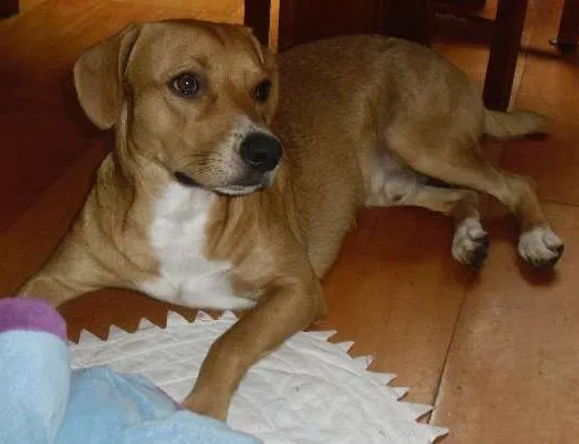 Cachorro ra a vira-lata  idade 1 ano nome Charlie