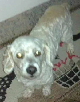 Cachorro ra a Poodle idade 2 anos nome puff