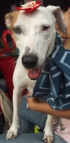 Cachorro ra a SRD idade 7 a 11 meses nome Princesa - S. Vicente