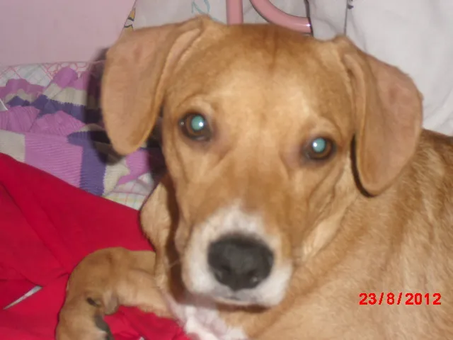 Cachorro ra a vira-lata  idade 1 ano nome Charlie