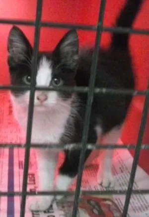 Gato raça SRD idade 2 a 6 meses nome Sacha