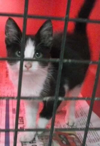 Gato ra a SRD idade 2 a 6 meses nome Sacha