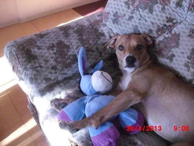 Cachorro ra a vira-lata  idade 1 ano nome Charlie