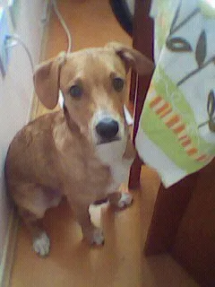 Cachorro ra a vira-lata  idade 1 ano nome Charlie