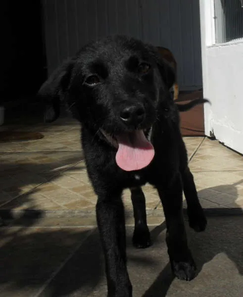 Cachorro ra a SRD idade 2 a 6 meses nome Jake