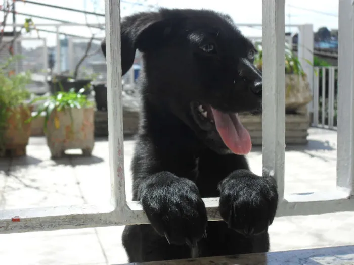 Cachorro ra a SRD idade 2 a 6 meses nome Jake