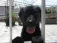 Jake